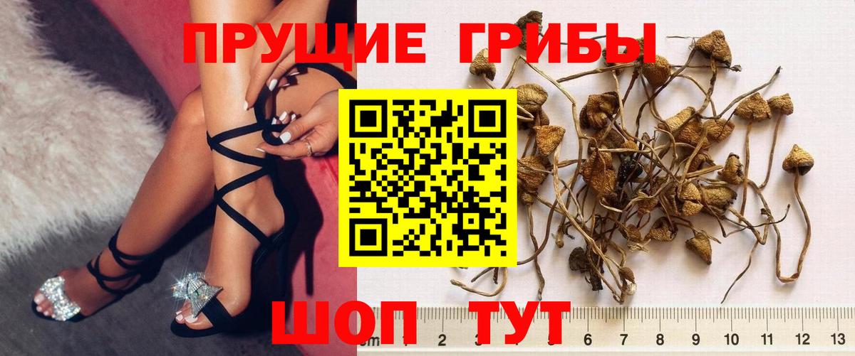 Электрогорск  Псилоцибиновые грибы Psilocybine cubensis  Вход с VPN 